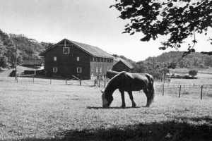 Bilde av På beite under krigen